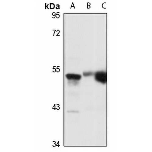 TOM1L1 Rabbit Polyclonal Antibody