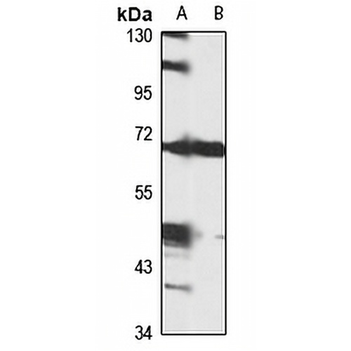 GCX-1 Rabbit Polyclonal Antibody