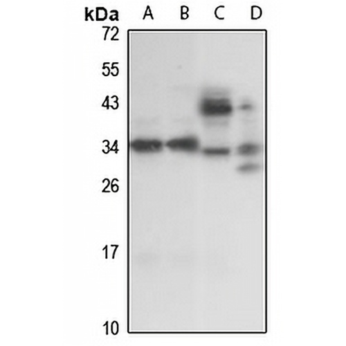 PRPK Rabbit Polyclonal Antibody