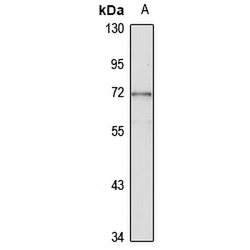TRAF5 Rabbit Polyclonal Antibody