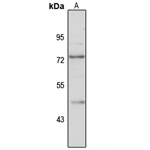 TRAF7 Rabbit Polyclonal Antibody