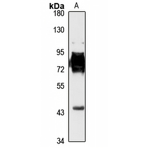 TRAFD1 Rabbit Polyclonal Antibody