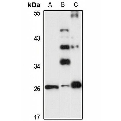 TRH Rabbit Polyclonal Antibody