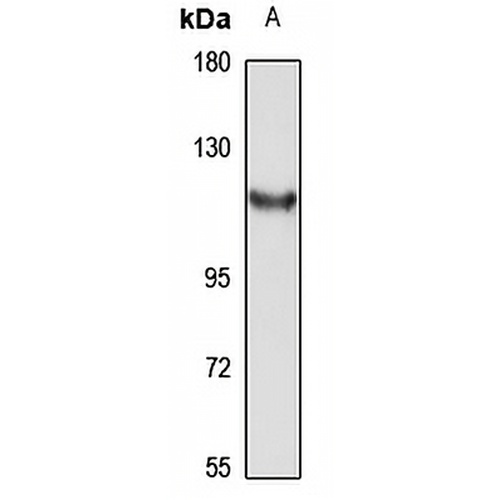 TRH-DE Rabbit Polyclonal Antibody