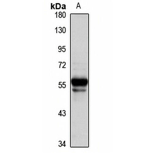 TRHR Rabbit Polyclonal Antibody