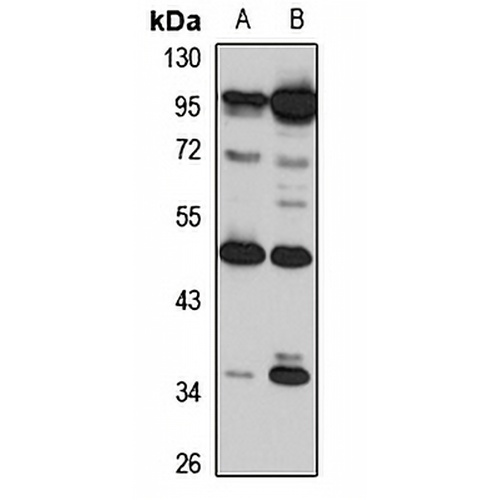 TRIM15 Rabbit Polyclonal Antibody