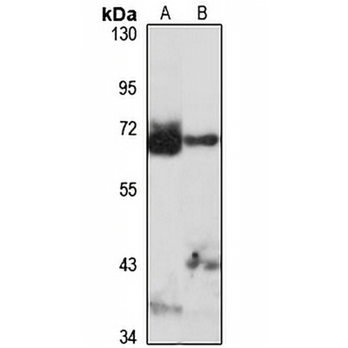 TRIM26 Rabbit Polyclonal Antibody