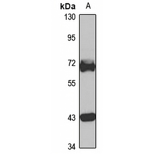TRIM29 Rabbit Polyclonal Antibody