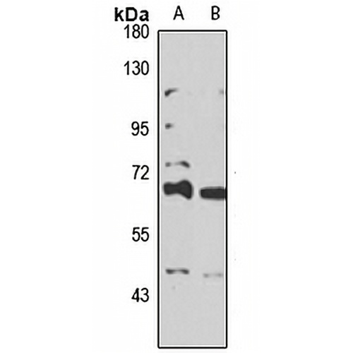 TRIM39 Rabbit Polyclonal Antibody