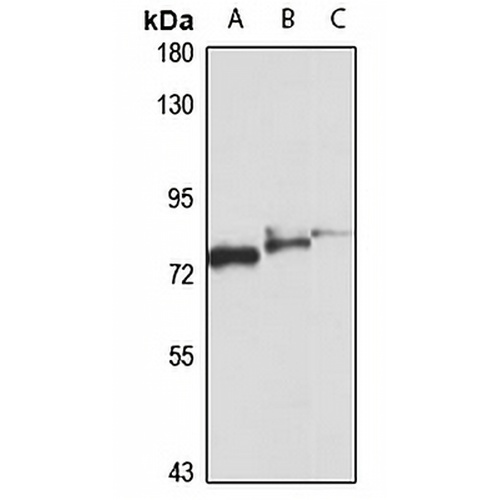 TRIM41 Rabbit Polyclonal Antibody