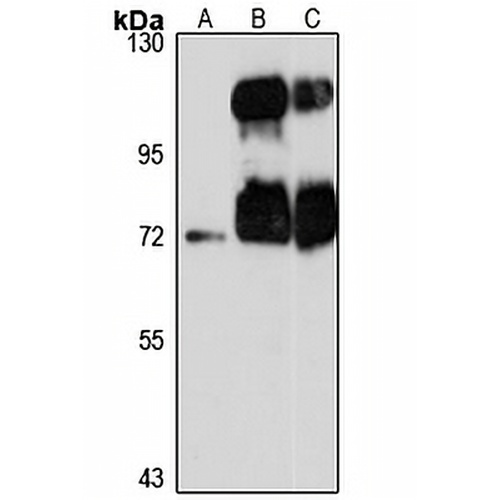 TRIM9 Rabbit Polyclonal Antibody