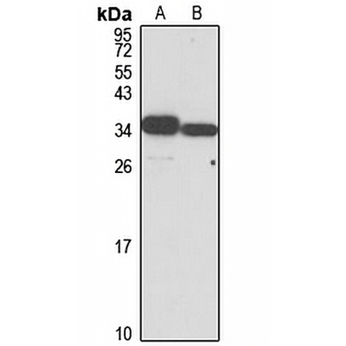 SECp43 Rabbit Polyclonal Antibody