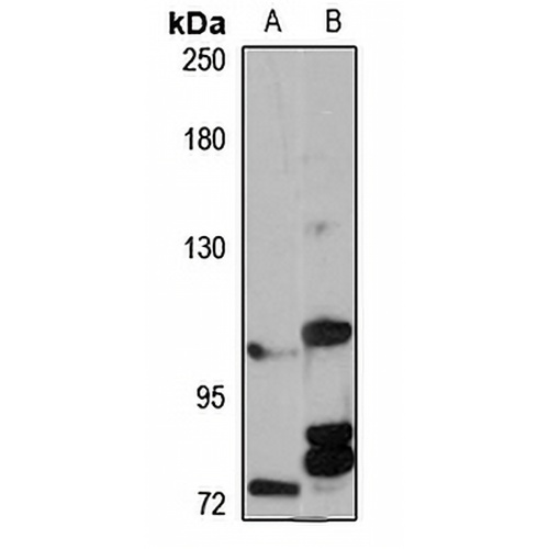 TRPM5 Rabbit Polyclonal Antibody