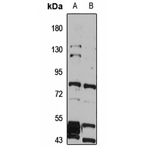 VRL-1 Rabbit Polyclonal Antibody
