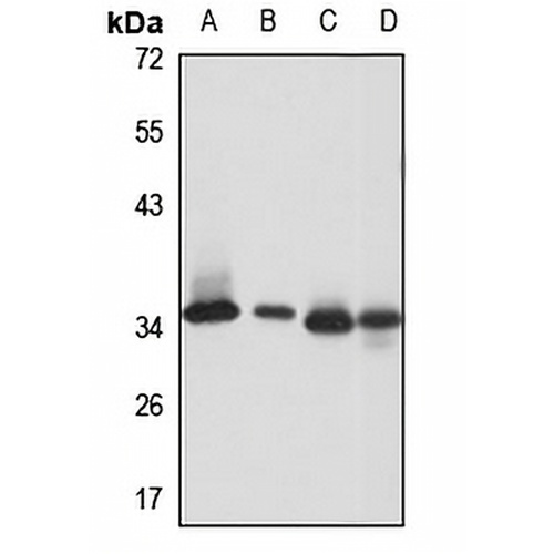 EF-Ts Rabbit Polyclonal Antibody