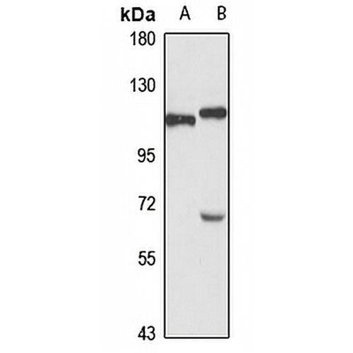 TSR1 Rabbit Polyclonal Antibody