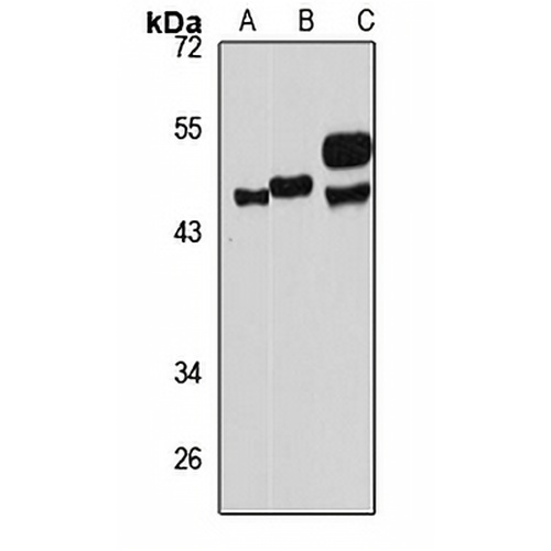 TTC5 Rabbit Polyclonal Antibody