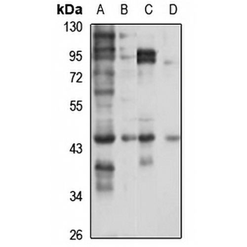 TTL Rabbit Polyclonal Antibody