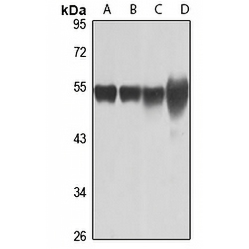 Tubulin beta-8 Rabbit Polyclonal Antibody