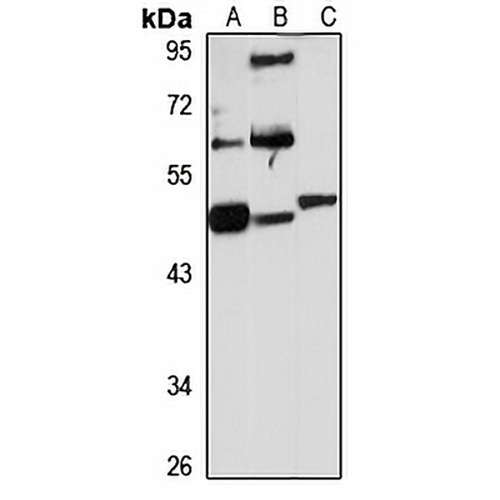 Delta-tubulin Rabbit Polyclonal Antibody
