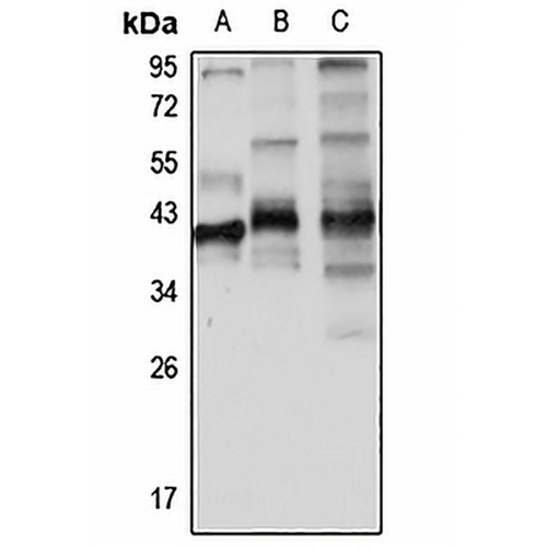 Twinfilin-1 Rabbit Polyclonal Antibody