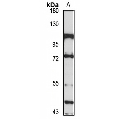 Gamma-taxilin Rabbit Polyclonal Antibody