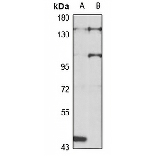 SR140 Rabbit Polyclonal Antibody