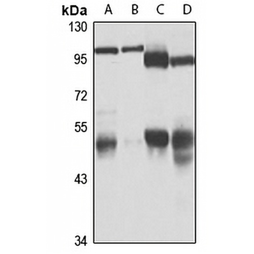 UBA3 Rabbit Polyclonal Antibody
