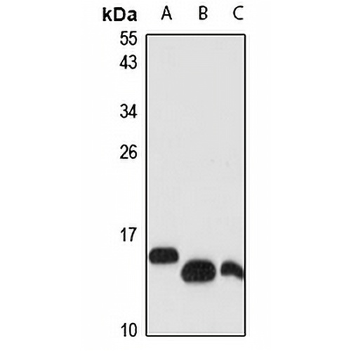UBL4A Rabbit Polyclonal Antibody
