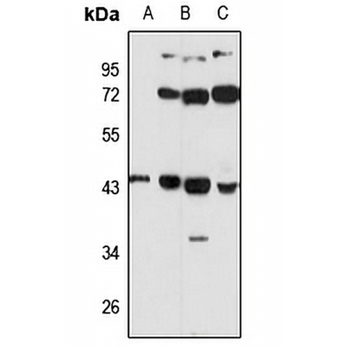 UBLCP1 Rabbit Polyclonal Antibody