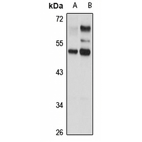 LBP1 Rabbit Polyclonal Antibody