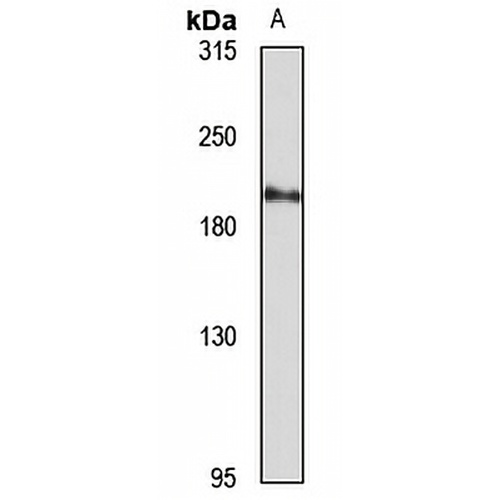 Munc13-2 Rabbit Polyclonal Antibody