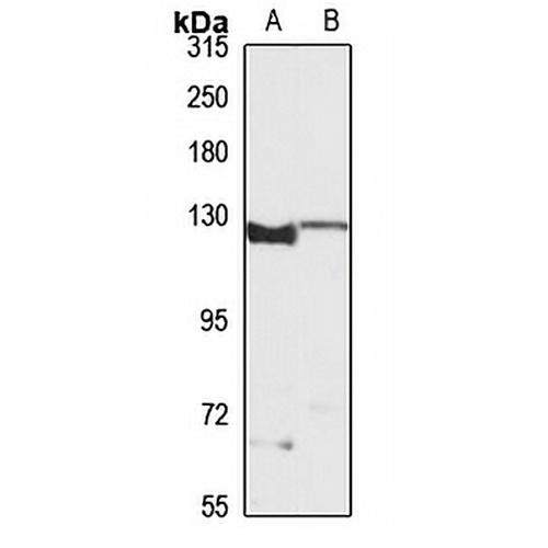 Munc13-4 Rabbit Polyclonal Antibody