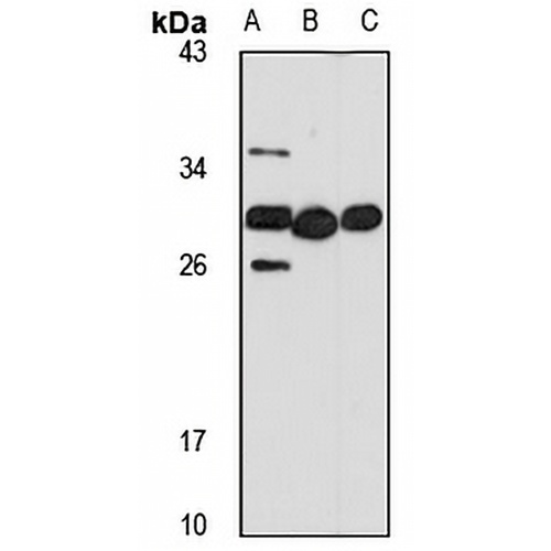 UNCL Rabbit Polyclonal Antibody