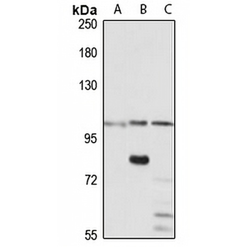 UNC5C Rabbit Polyclonal Antibody
