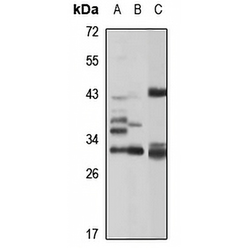 Uroplakin 3a Rabbit Polyclonal Antibody