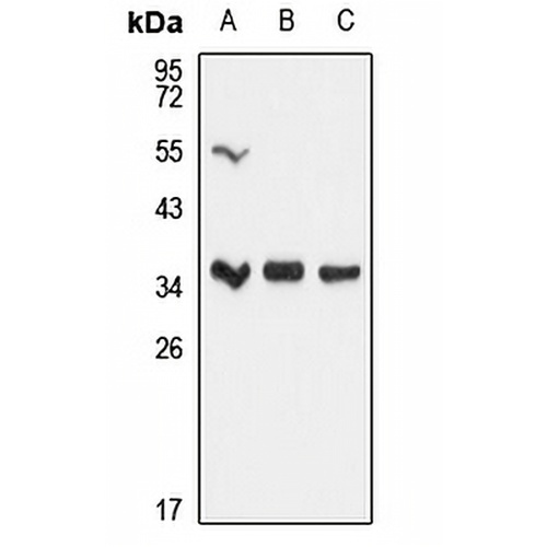UPase 1 Rabbit Polyclonal Antibody