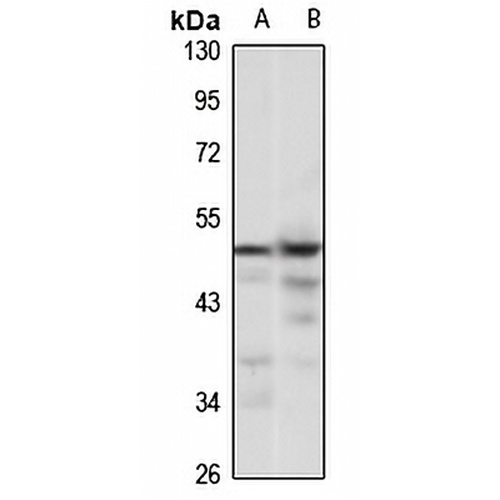 USP12 Rabbit Polyclonal Antibody