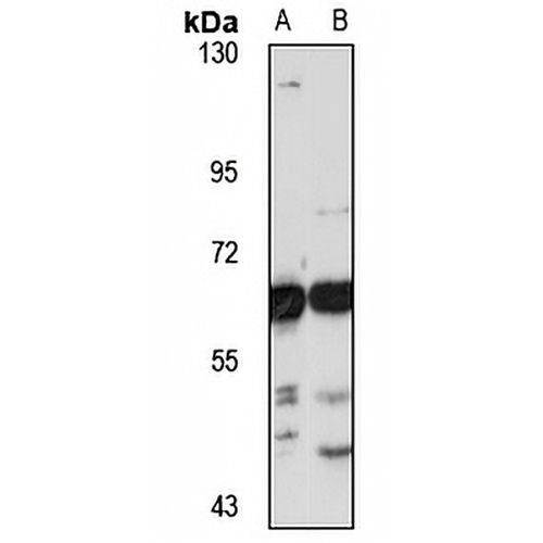 USP14 Rabbit Polyclonal Antibody