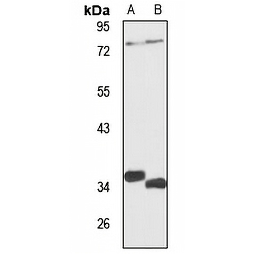 USP18 Rabbit Polyclonal Antibody