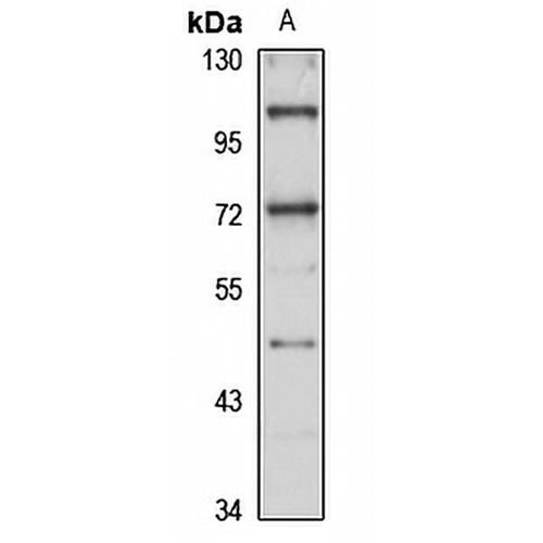 USP2 Rabbit Polyclonal Antibody