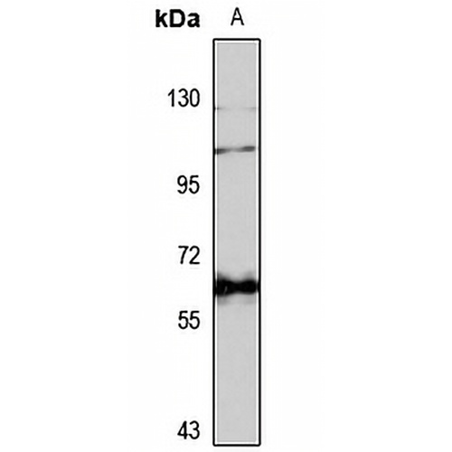 USP20 Rabbit Polyclonal Antibody