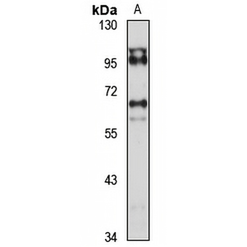 USP3 Rabbit Polyclonal Antibody