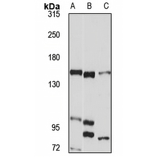USP40 Rabbit Polyclonal Antibody
