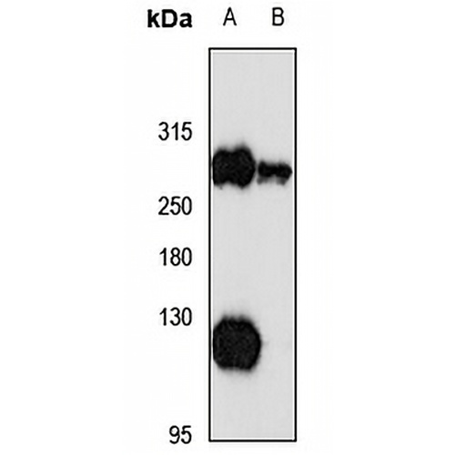 USP9X Rabbit Polyclonal Antibody