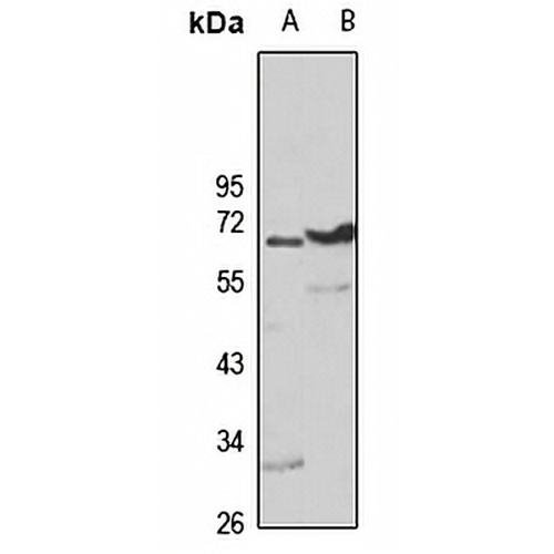 CRLZ1 Rabbit Polyclonal Antibody