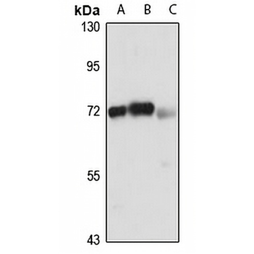 UTP6 Rabbit Polyclonal Antibody