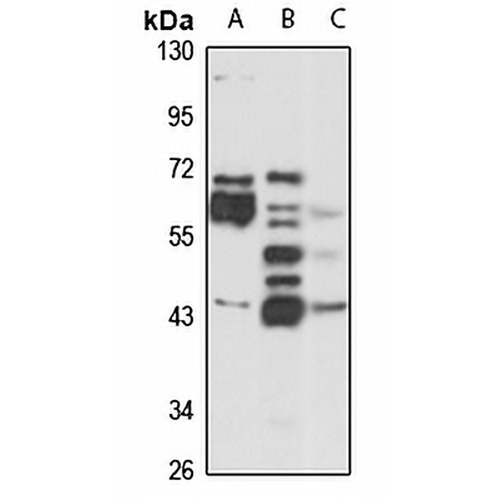 GPR14 Rabbit Polyclonal Antibody