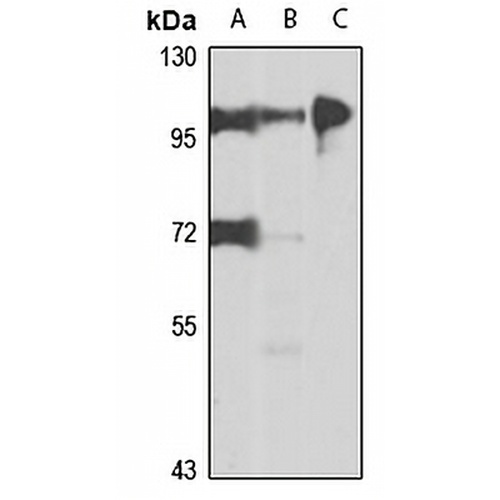 UVRAG Rabbit Polyclonal Antibody