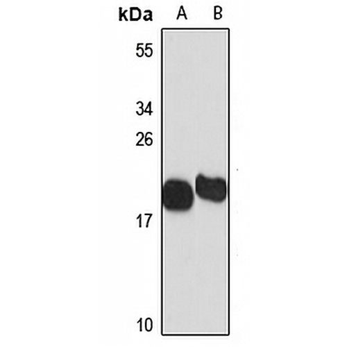 VAMP-1 Rabbit Polyclonal Antibody